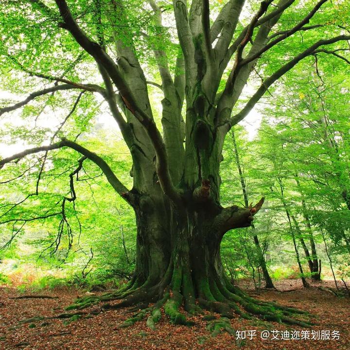 策劃活動(dòng)方案怎么做_活動(dòng)策劃這樣_策劃活動(dòng)模板