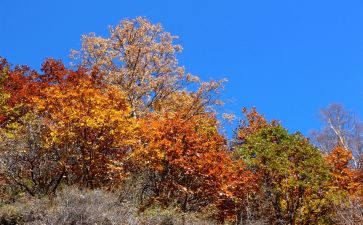 物業(yè)中秋晚會活動策劃：歡聚團(tuán)圓，共慶佳節(jié)，打造和諧社區(qū)氛圍